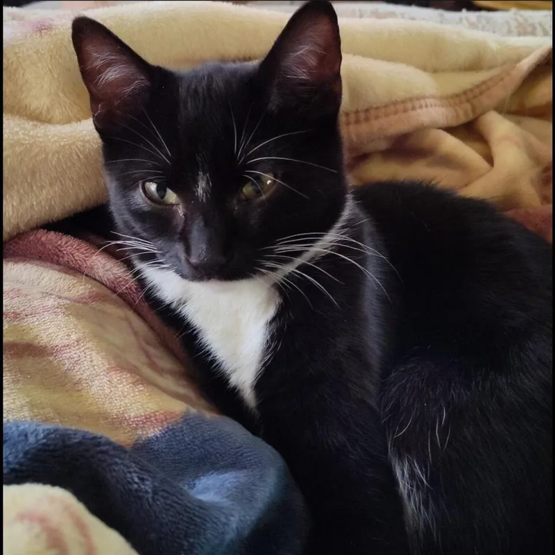 An adult medium-sized female Black & White / Tuxedo Domestic Short Hair cat named Stella for adoption in Maryville, TN
