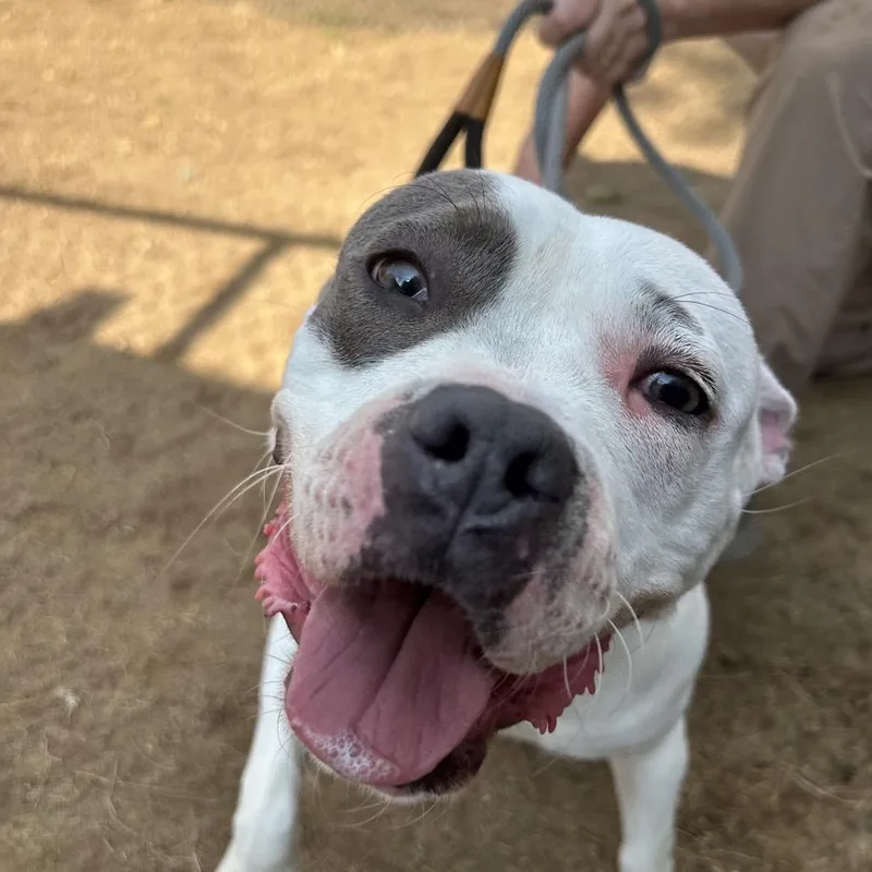 An adult medium-sized female White / Cream Mixed Breed dog named Dianna for adoption in Hamilton, GA