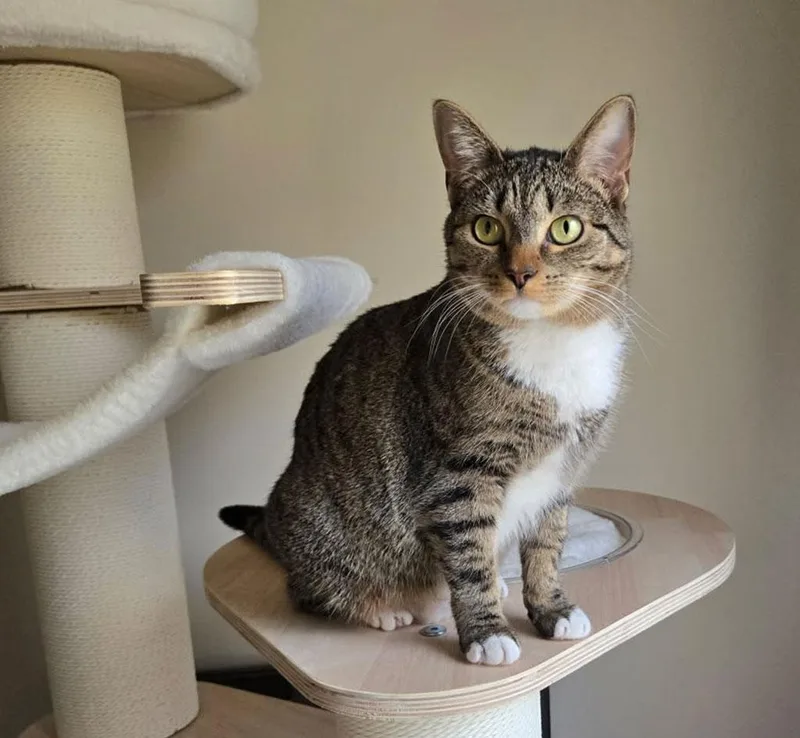 Contessa thumbnail 3