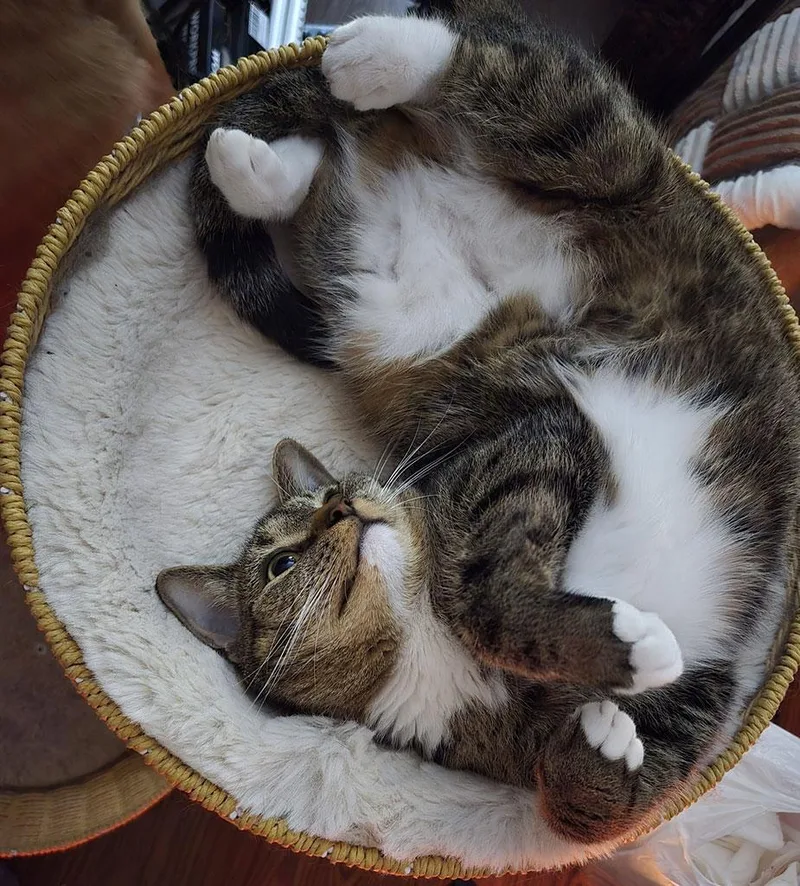 Contessa thumbnail 4