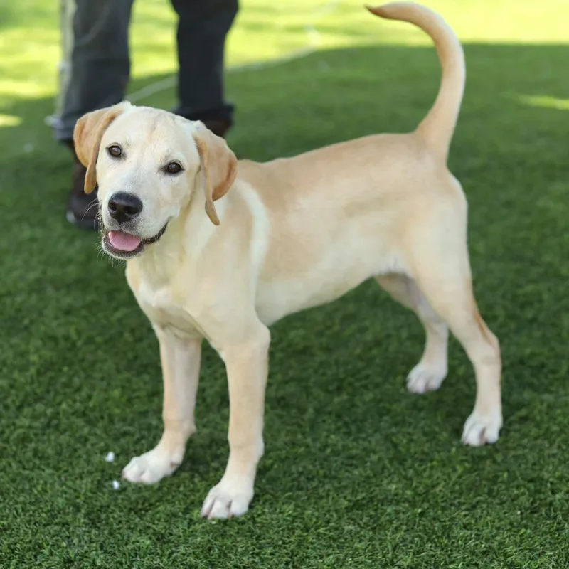 A young medium-sized female Yellow / Tan / Blond / Fawn Yellow Labrador Retriever dog named Molly for adoption in Evansville, IN