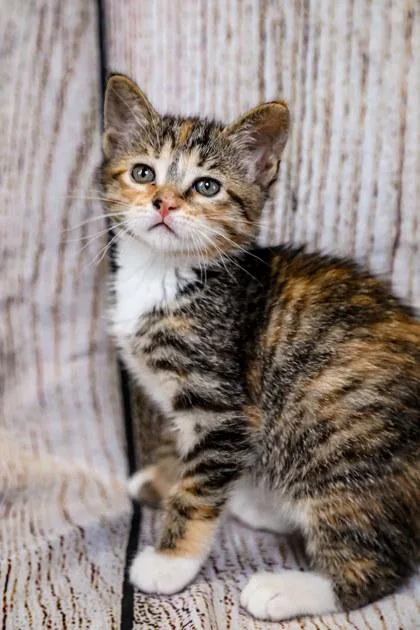 A baby small-sized female Domestic Short Hair cat named Duchess for adoption in Dothan, AL