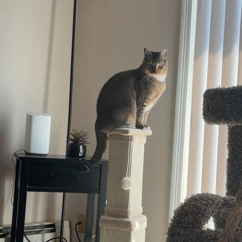 A young medium-sized female Tabby (Buff / Tan / Fawn) Domestic Short Hair cat named Maddie for adoption in FITCHBURG, MA