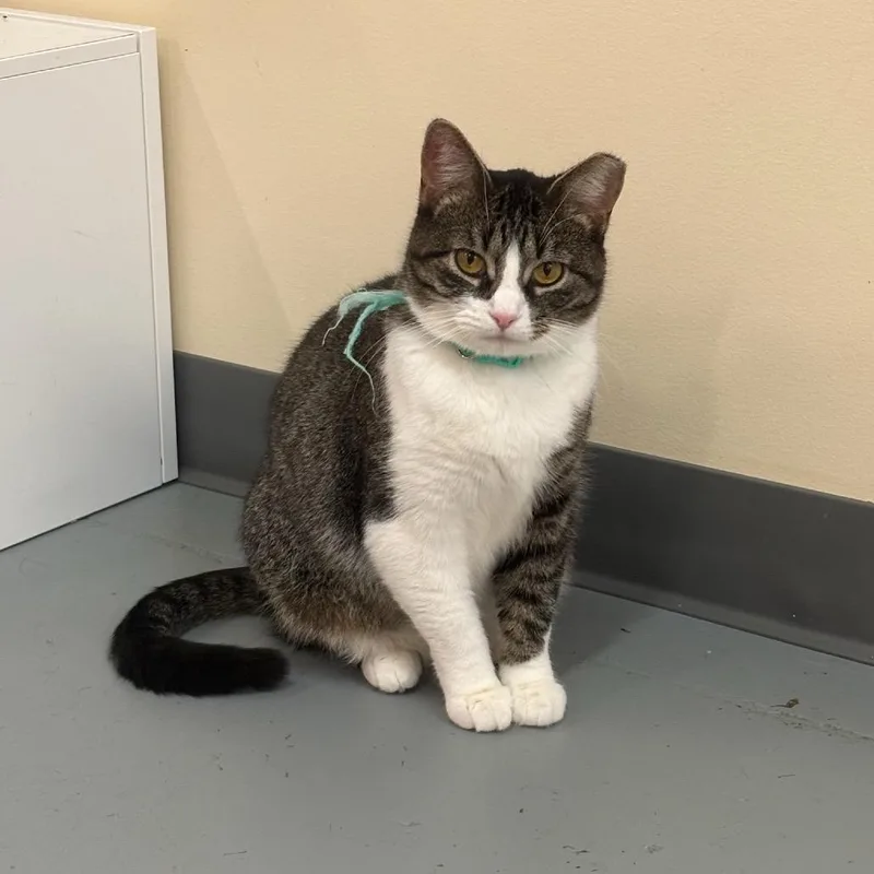 Susie @pawz Pet Cafe thumbnail 3