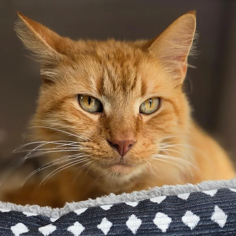 A senior medium-sized male Orange / Red Domestic Medium Hair cat named Nigel for adoption in Muncie, IN