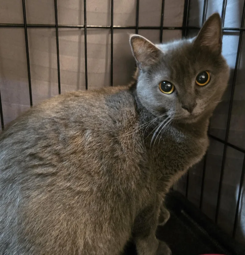 Priscilla thumbnail 2