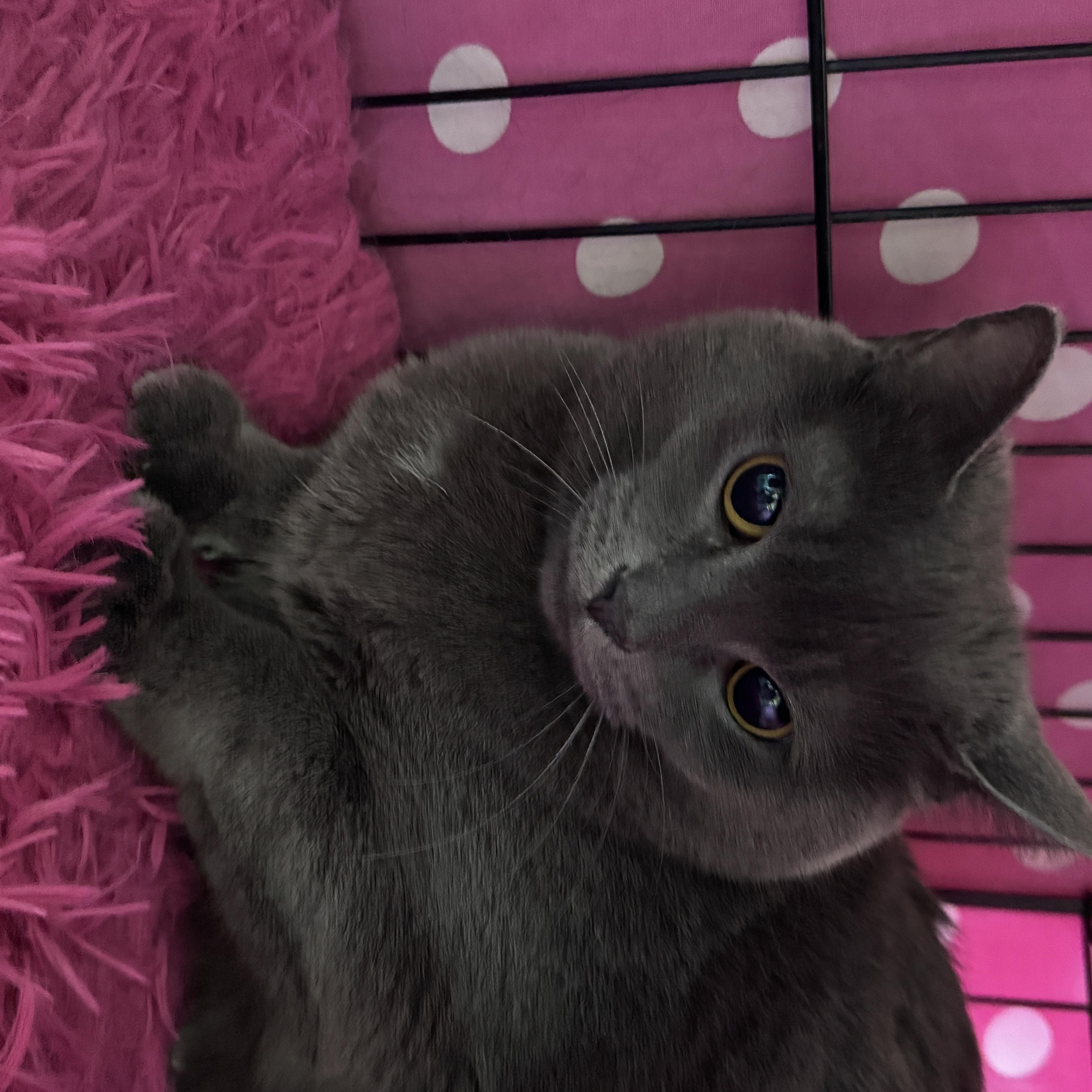 Priscilla thumbnail 3