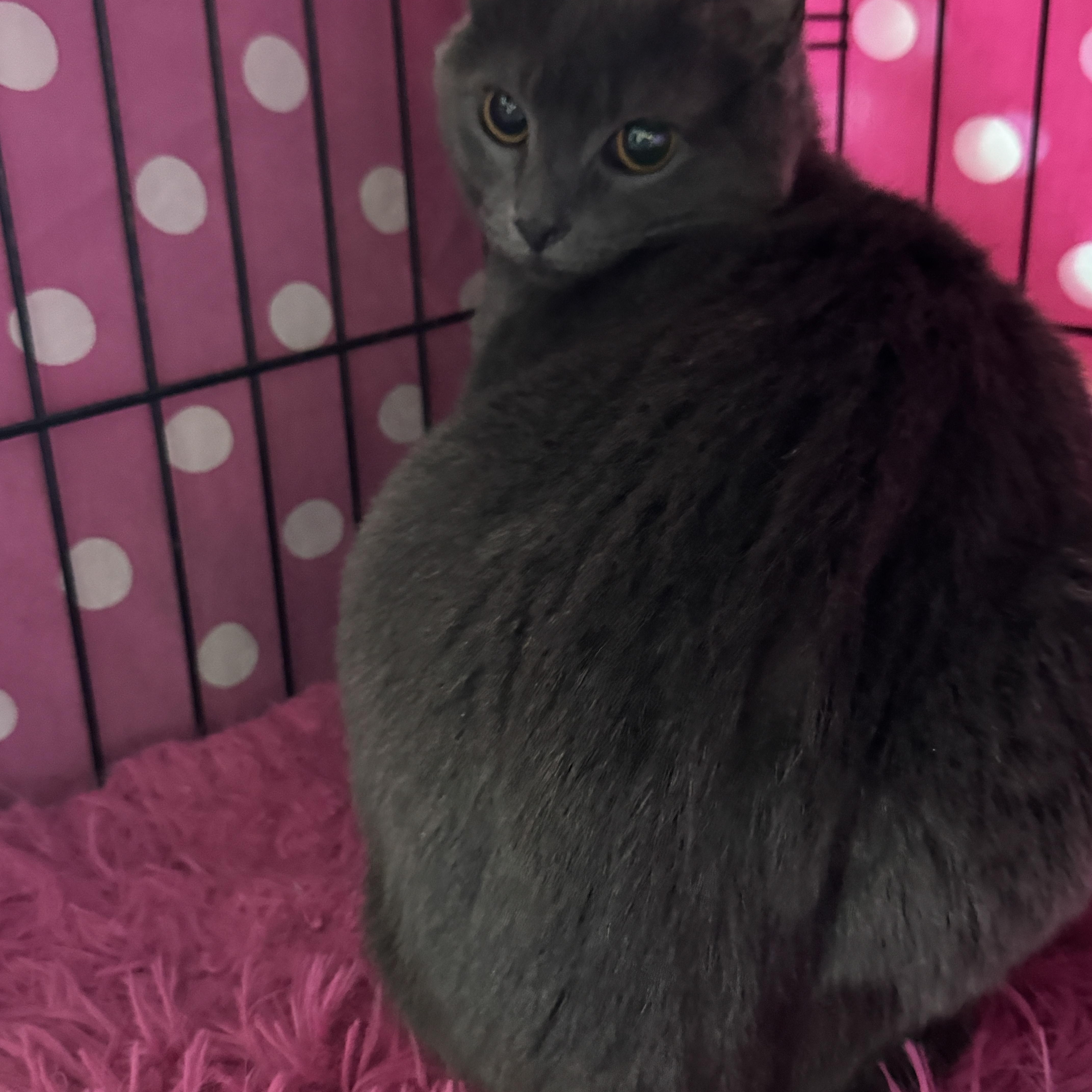 Priscilla thumbnail 4