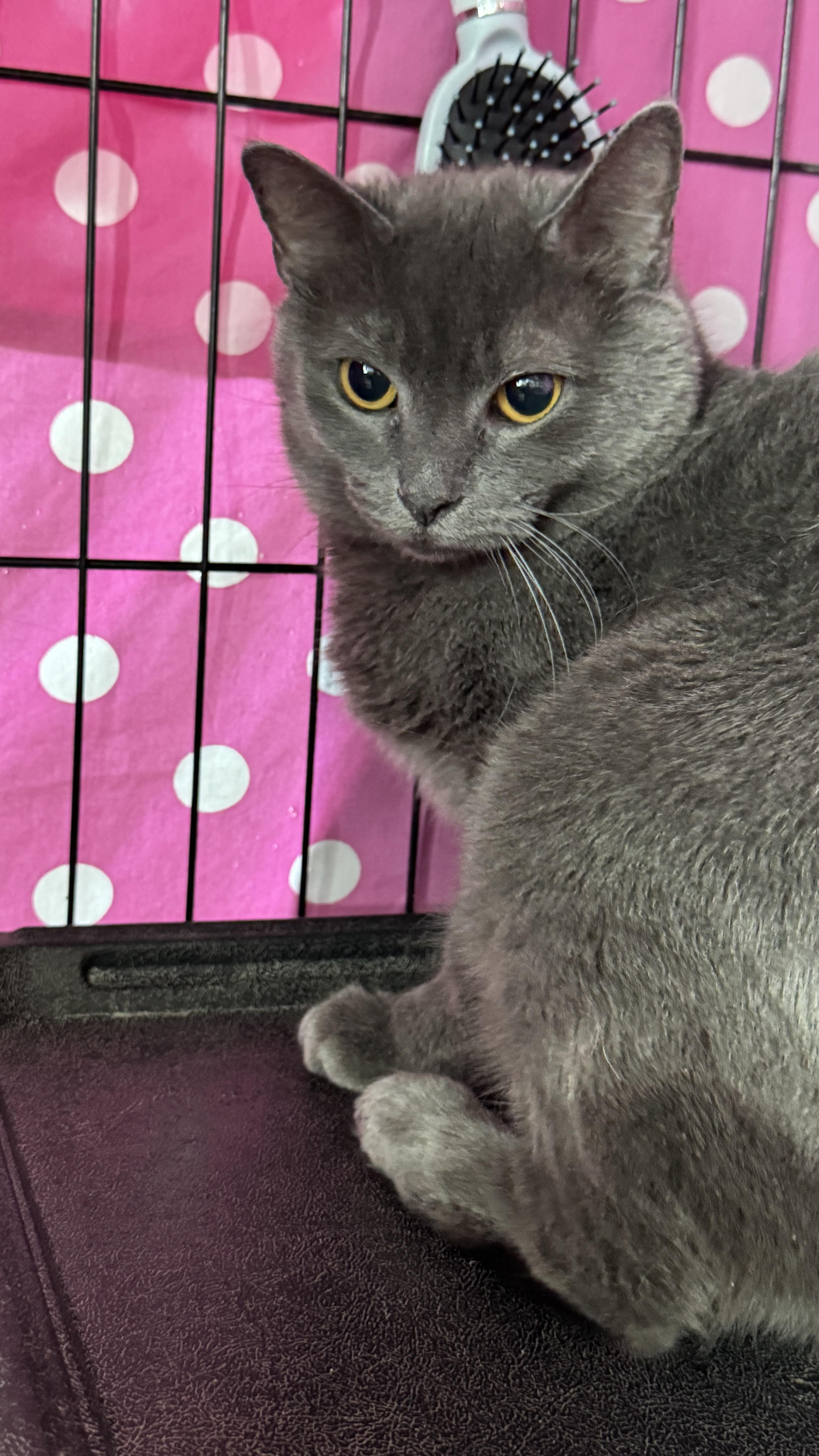 Priscilla thumbnail 5