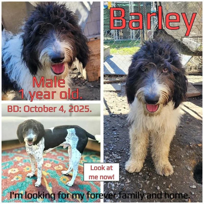 Barley thumbnail 2