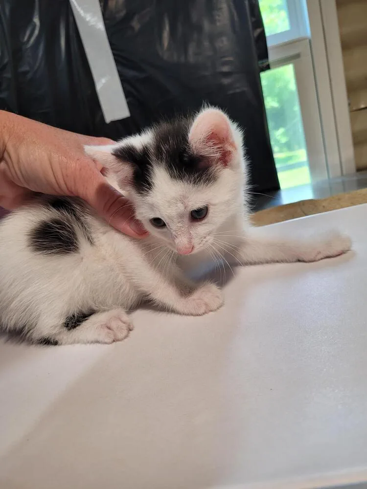 A baby small-sized male Black & White / Tuxedo Domestic Short Hair cat named Walton for adoption in Linton, IN
