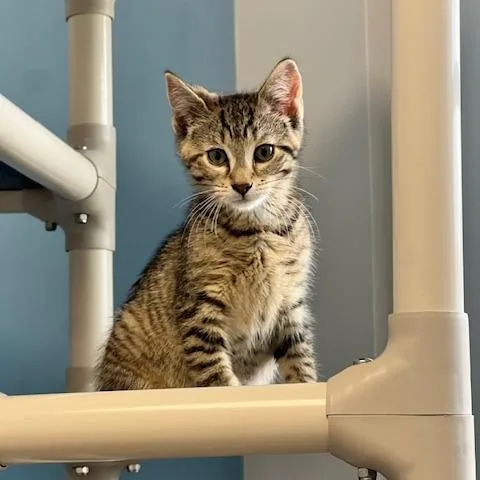 A baby small-sized female Brown / Chocolate Domestic Short Hair cat named Pebbles for adoption in Oneonta, NY