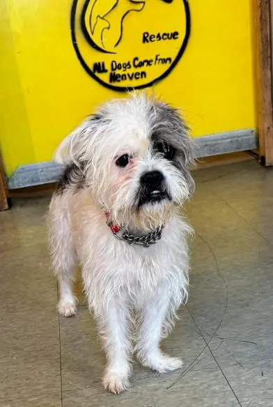 A young medium-sized female White / Cream Affenpinscher dog named Diamond for adoption in Amelia, OH