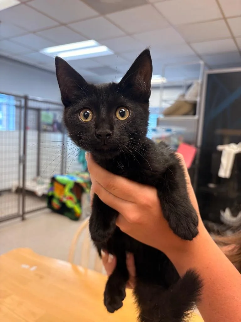 A baby medium-sized male Domestic Short Hair cat named Rancher for adoption in Heber City, UT