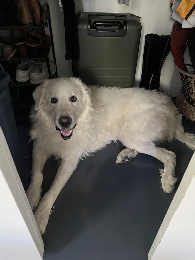 A young large-sized male Great Pyrenees dog named Rocky Mountains “Rocky” for adoption in Mesa, AZ