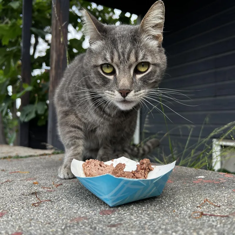 A senior medium-sized male Gray / Blue / Silver Domestic Short Hair cat named Lazlo for adoption in Los Angeles, CA