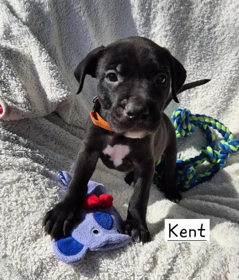 A baby large-sized male Tricolor (Brown, Black, & White) Mixed Breed dog named Kent for adoption in Lansing, MI