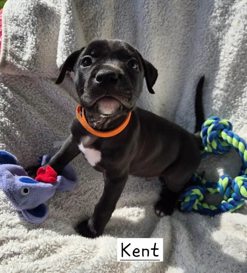 Kent thumbnail 2