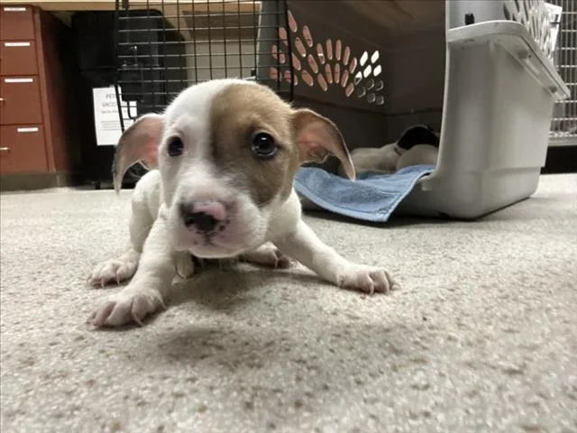 A baby small-sized female Pit Bull Terrier dog named Angel Soft for adoption in Chapel Hill, NC