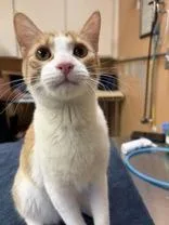 A baby medium-sized male Orange & White Domestic Short Hair cat named Cheddar Bay Biscuit for adoption in Phoenix, AZ