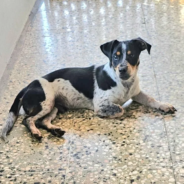 Pinky  "love Is thumbnail 2