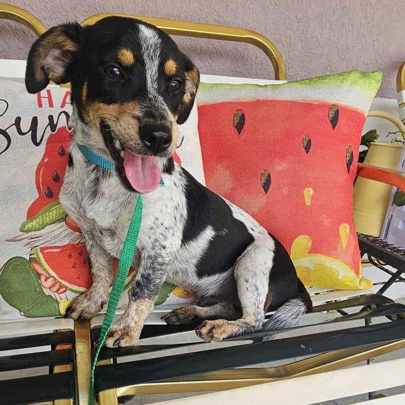 Pinky  "love Is thumbnail 4