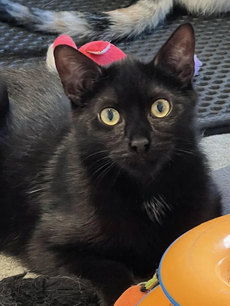 A young large-sized male Black Domestic Short Hair cat named Mushy for adoption in Allentown, NJ