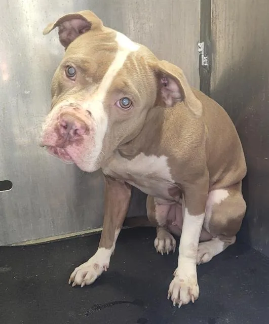 A young medium-sized female American Staffordshire Terrier dog named Lucy for adoption in San Antonio, TX
