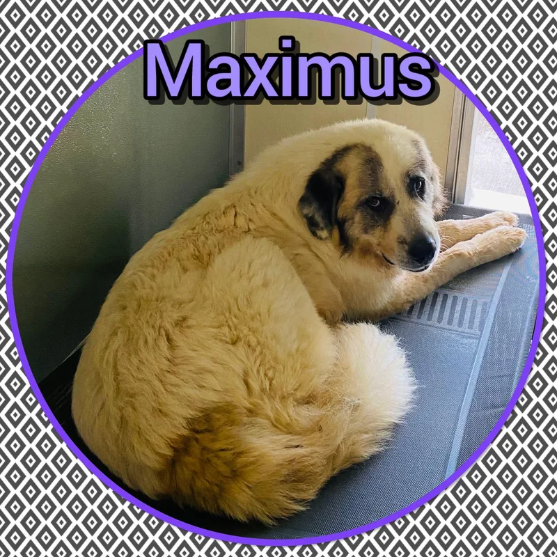 An adult extra large-sized male Great Pyrenees dog named Maximus for adoption in Bolivar, TN