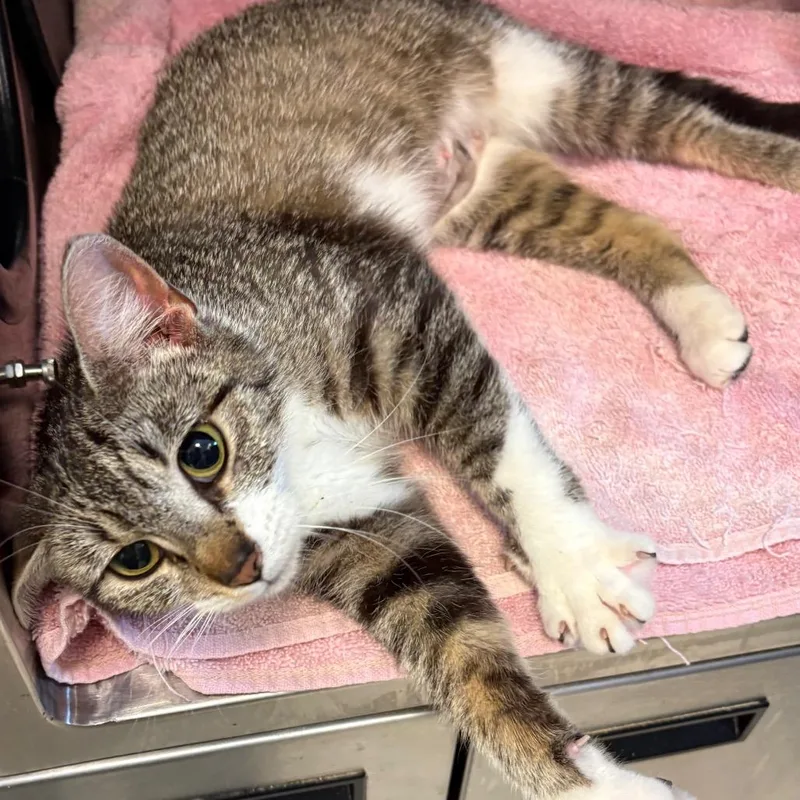 An adult medium-sized female Brown / Chocolate Domestic Short Hair cat named Janice for adoption in Bristol, IN