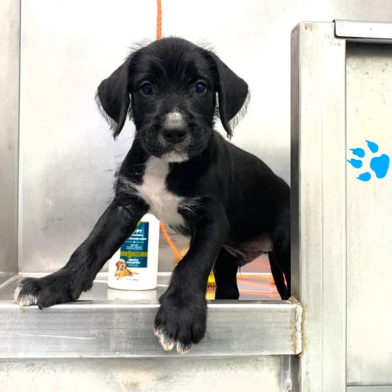 A baby medium-sized male Black Labradoodle dog named Trevor for adoption in Monroe, GA