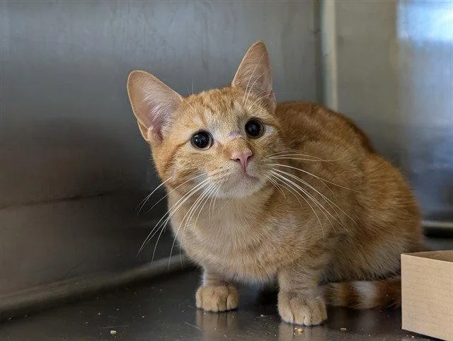 A young small-sized male Orange / Red Domestic Short Hair cat named Ozzie for adoption in Tavares, FL