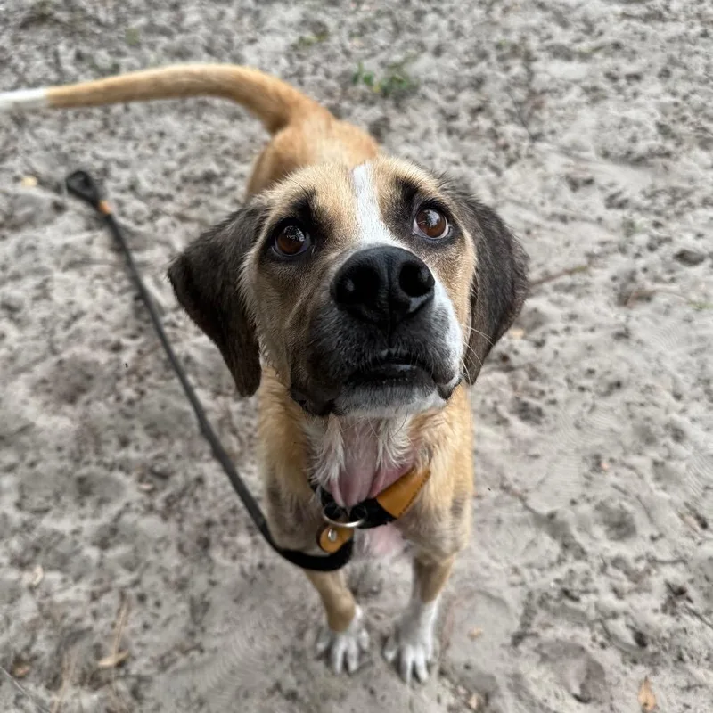 An adult medium-sized male Yellow / Tan / Blond / Fawn Mixed Breed dog named Mud Budd for adoption in Gainesville, FL