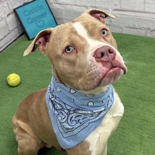 An adult medium-sized male Pit Bull Terrier dog named Avo for adoption in Monroe, MI
