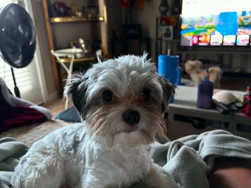 A young small-sized male Yorkshire Terrier dog named Melvin for adoption in Salt Lake City, UT