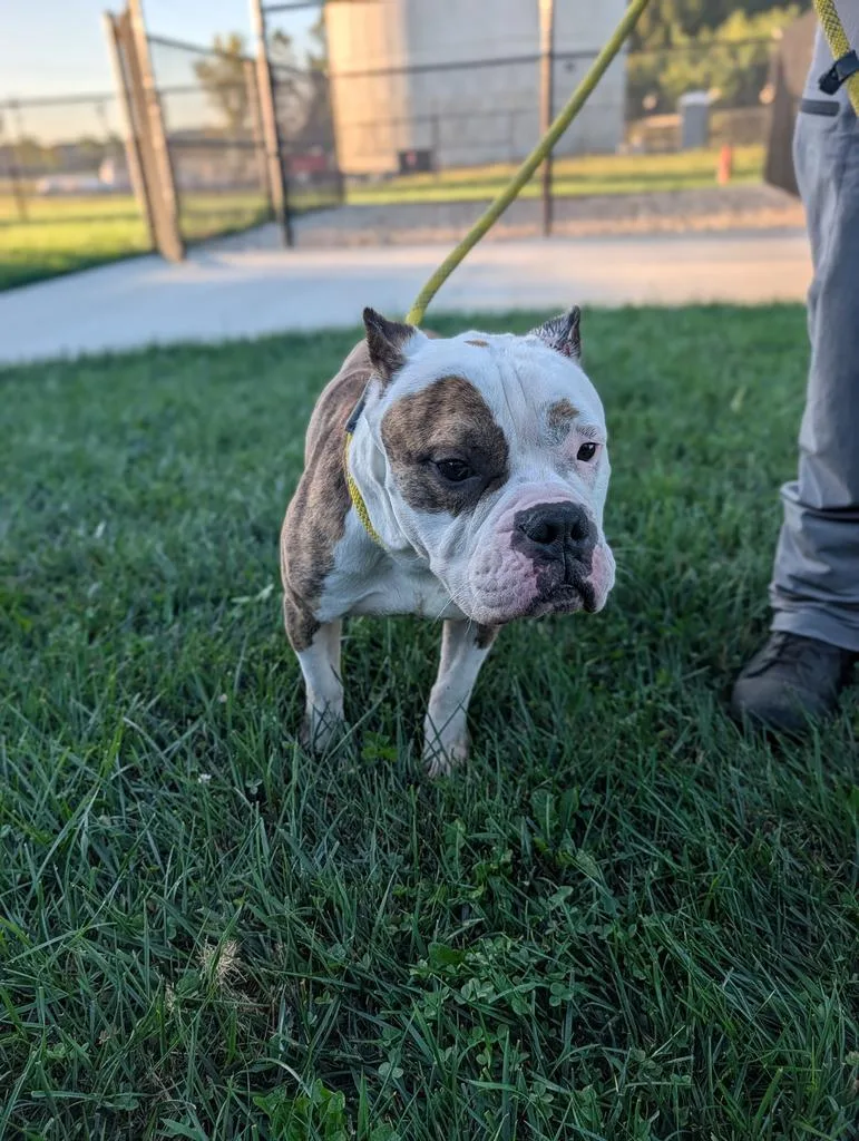 A young large-sized male Pit Bull Terrier dog named Petey for adoption in Greenfield, IN