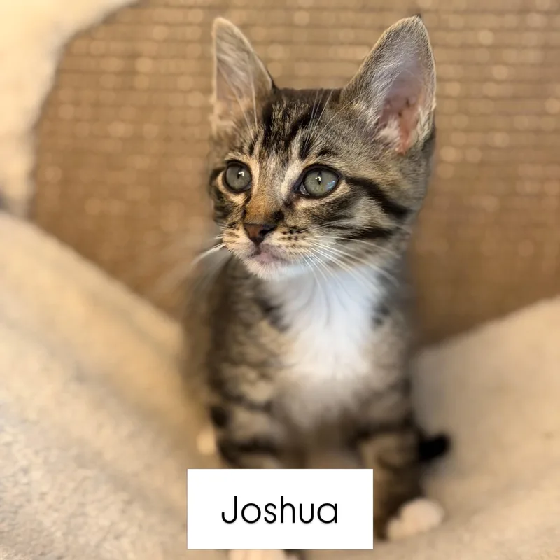 A baby medium-sized male Tabby (Brown / Chocolate) Domestic Short Hair cat named Joshua for adoption in Renton , WA