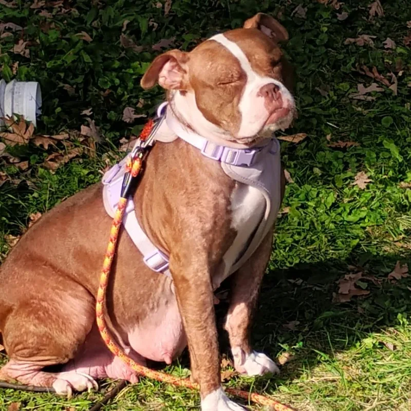 An adult medium-sized female Red / Chestnut / Orange Mixed Breed dog named Madison for adoption in DeKalb, IL