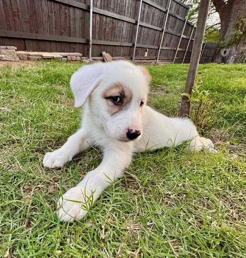 A baby large-sized female Tricolor (Brown, Black, & White) Collie dog named Taylor for adoption in Shawnee, OK