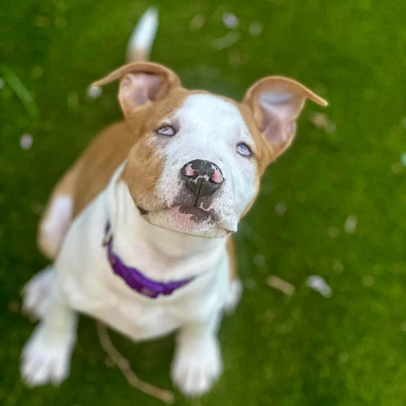 A baby medium-sized female White / Cream Pit Bull Terrier dog named Pringle for adoption in Elizabethtown, PA