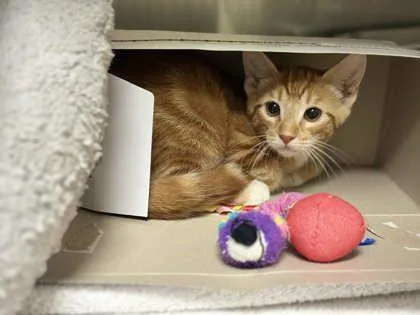 A baby small-sized male Domestic Short Hair cat named Bernie for adoption in Memphis, TN