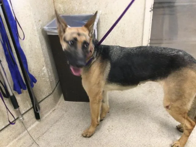 An adult large-sized female German Shepherd Dog dog named Jellybean for adoption in Riverside, CA