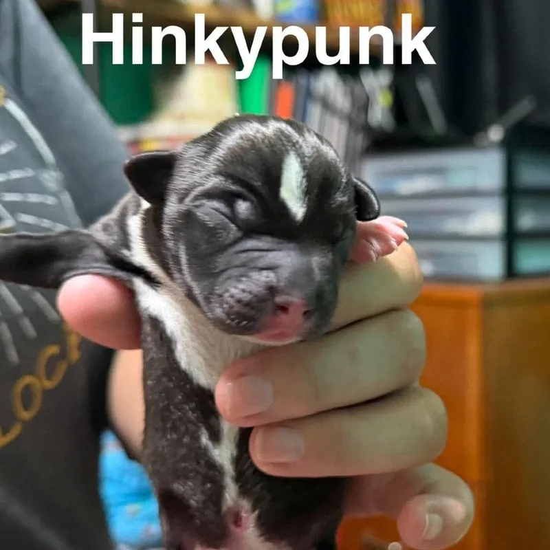 A baby small-sized male Mixed Breed dog named Hinkypunk for adoption in Spring Hill, KS