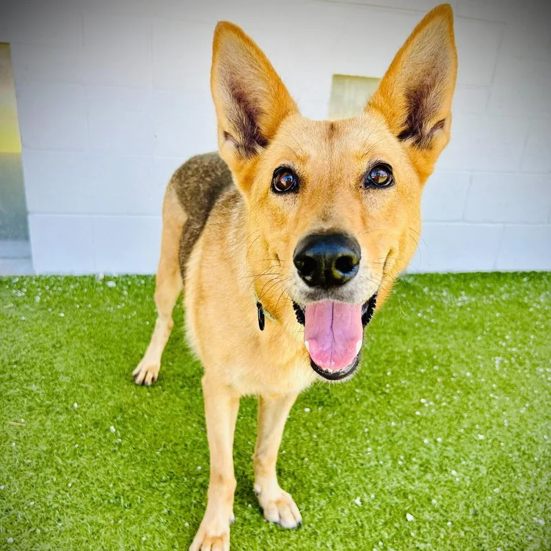 An adult large-sized female Yellow / Tan / Blond / Fawn Mixed Breed dog named Linda for adoption in Englewood, FL