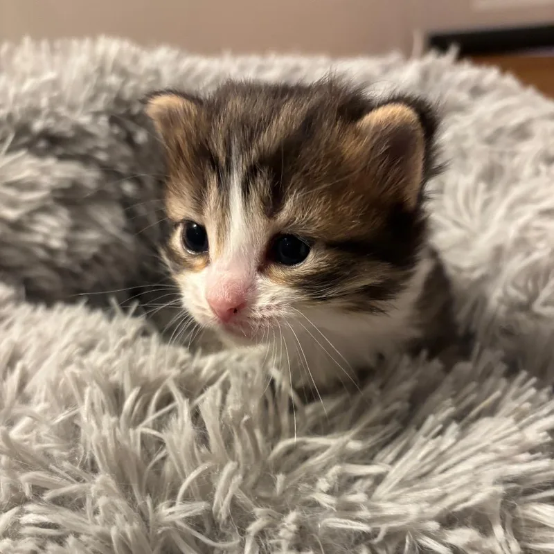 A baby small-sized female Brown / Chocolate Domestic Medium Hair cat named Buttercup for adoption in Monroe, MI