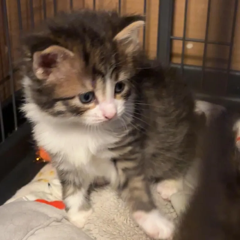 Buttercup thumbnail 2