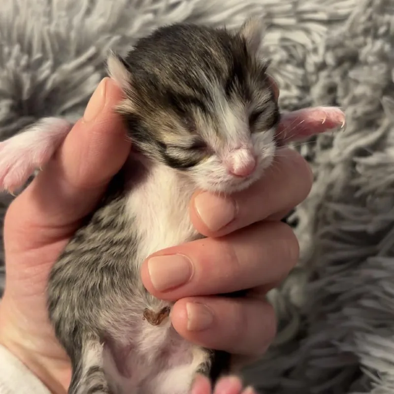 Buttercup thumbnail 3
