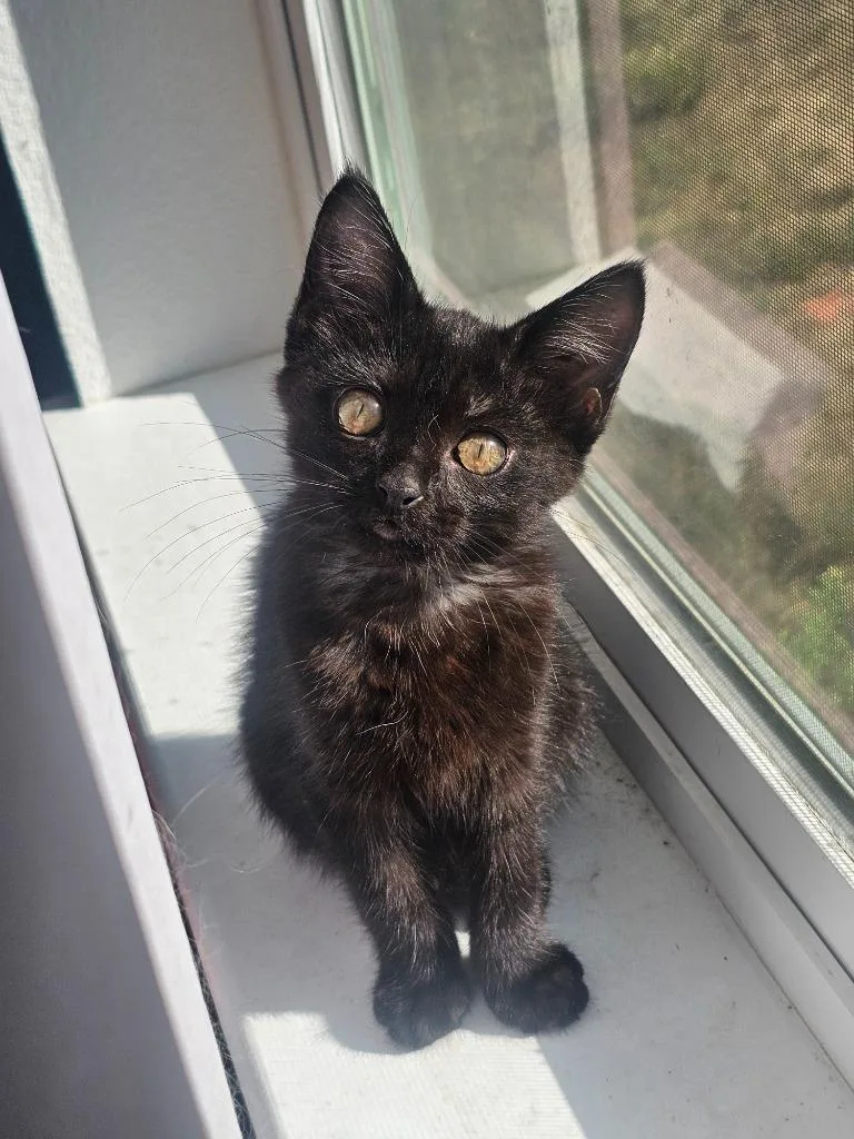 Pixie