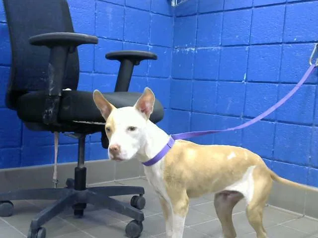 A baby small-sized male Pit Bull Terrier dog named Hunter for adoption in Albuquerque, NM