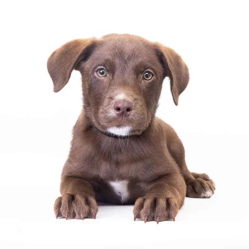 A baby large-sized male Brown / Chocolate Mixed Breed dog named Snuggle Bug for adoption in Franklin, TN
